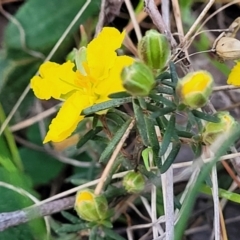 Hibbertia calycina at Bruce, ACT - 15 Sep 2023