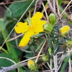 Hibbertia calycina at Bruce, ACT - 15 Sep 2023