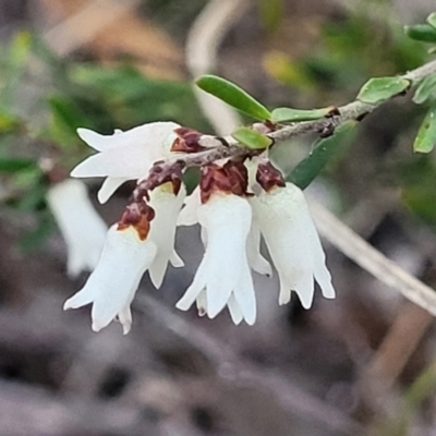 Cryptandra amara (Bitter Cryptandra) at Flea Bog Flat, Bruce - 15 Sep 2023 by trevorpreston