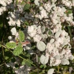 Spyridium parvifolium (Dusty Miller) at Genoa, VIC - 13 Sep 2023 by AnneG1