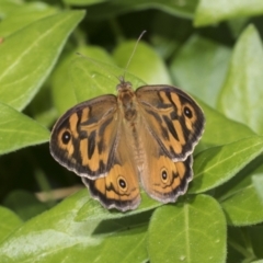 Heteronympha merope (Common Brown Butterfly) at Higgins, ACT - 28 Nov 2022 by AlisonMilton