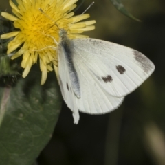 Pieris rapae (Cabbage White) at Higgins, ACT - 28 Nov 2022 by AlisonMilton