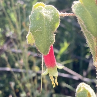 Correa reflexa (Common Correa, Native Fuchsia) at Genoa, VIC - 13 Sep 2023 by AnneG1