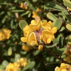 Pultenaea daphnoides at Genoa, VIC - 13 Sep 2023 10:37 AM