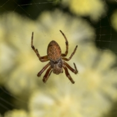 Salsa fuliginata (Sooty Orb-weaver) at Higgins, ACT - 27 Nov 2022 by AlisonMilton