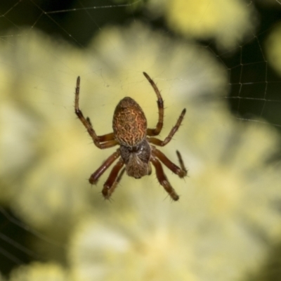 Salsa fuliginata (Sooty Orb-weaver) at Higgins, ACT - 28 Nov 2022 by AlisonMilton