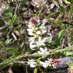 Stackhousia monogyna (Creamy Candles) at Genoa, VIC - 13 Sep 2023 by AnneG1