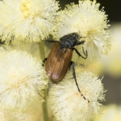 Phyllotocus rufipennis (Nectar scarab) at Higgins, ACT - 27 Nov 2022 by AlisonMilton