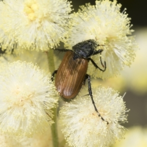 Phyllotocus rufipennis at Higgins, ACT - 28 Nov 2022