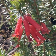 Epacris impressa (Common Heath) at Genoa, VIC - 13 Sep 2023 by AnneG1