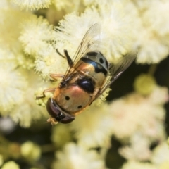 Austalis pulchella (Hover fly) at Higgins, ACT - 27 Nov 2022 by AlisonMilton