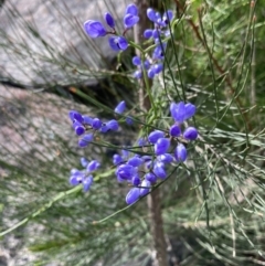 Comesperma volubile (Love Creeper) at Genoa, VIC - 13 Sep 2023 by AnneG1