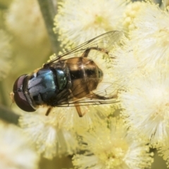 Austalis copiosa (Hover fly) at Higgins, ACT - 27 Nov 2022 by AlisonMilton