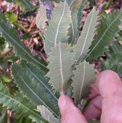 Banksia serrata at Genoa, VIC - 13 Sep 2023 10:48 AM