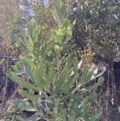Banksia serrata at Genoa, VIC - 13 Sep 2023 10:48 AM