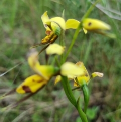 Diuris sulphurea (Tiger Orchid) at Byadbo Wilderness, NSW - 3 Nov 2022 by jpittock