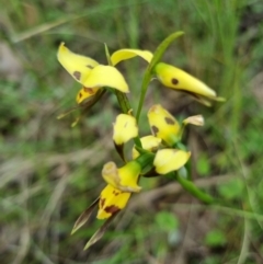 Diuris sulphurea (Tiger Orchid) at Byadbo Wilderness, NSW - 2 Nov 2022 by jpittock