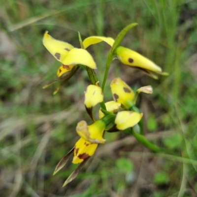 Diuris sulphurea (Tiger Orchid) at Byadbo Wilderness, NSW - 3 Nov 2022 by jpittock