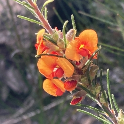 Dillwynia sericea (Egg And Bacon Peas) at Genoa, VIC - 13 Sep 2023 by AnneG1