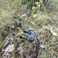 Diuris sulphurea (Tiger Orchid) at Byadbo Wilderness, NSW - 2 Nov 2022 by jpittock