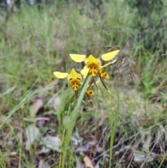 Diuris sulphurea (Tiger Orchid) at Byadbo Wilderness, NSW - 2 Nov 2022 by jpittock