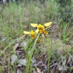 Diuris sulphurea (Tiger Orchid) at Byadbo Wilderness, NSW - 3 Nov 2022 by jpittock