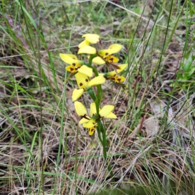 Diuris sulphurea (Tiger Orchid) at Byadbo Wilderness, NSW - 3 Nov 2022 by jpittock