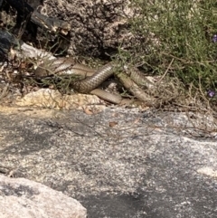 Unidentified Snake at Genoa, VIC - 13 Sep 2023 by AnneG1