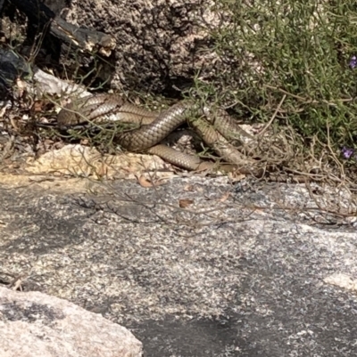 Unidentified Snake at Genoa, VIC - 13 Sep 2023 by AnneG1