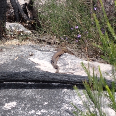 Unidentified Snake at Genoa, VIC - 13 Sep 2023 by AnneG1