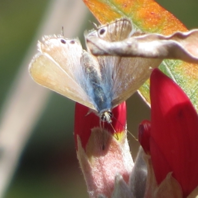 Lampides boeticus (Long-tailed Pea-blue) at ANBG - 15 Sep 2023 by Christine