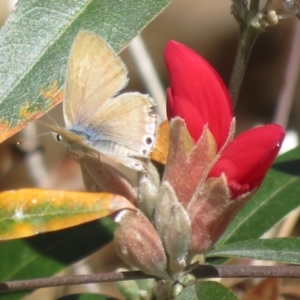 Lampides boeticus at Acton, ACT - 15 Sep 2023 12:26 PM