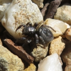 Salticidae sp. 'Golden palps' at ANBG - 15 Sep 2023 by Christine