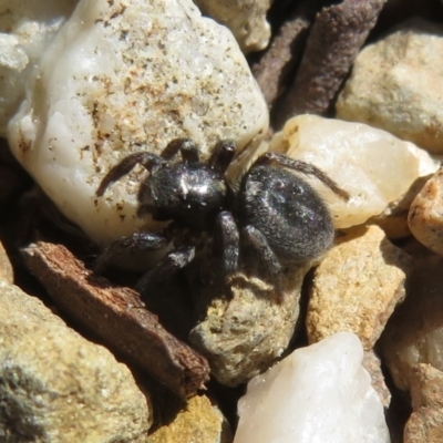 Salticidae sp. 'Golden palps' at Acton, ACT - 15 Sep 2023 by Christine