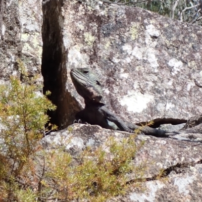 Intellagama lesueurii howittii (Gippsland Water Dragon) at Genoa, VIC - 13 Sep 2023 by AnneG1