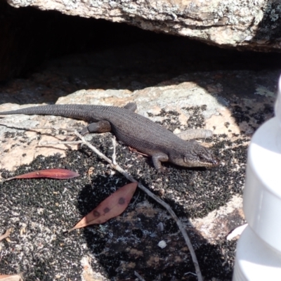 Unidentified Skink at Genoa, VIC - 13 Sep 2023 by AnneG1
