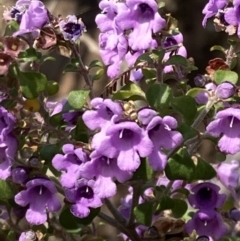 Prostanthera rotundifolia (Round-leaved Mint-Bush) at Genoa, VIC - 13 Sep 2023 by AnneG1