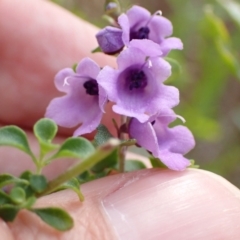 Prostanthera rotundifolia (Round-leaved Mint-Bush) at Genoa, VIC - 13 Sep 2023 by AnneG1