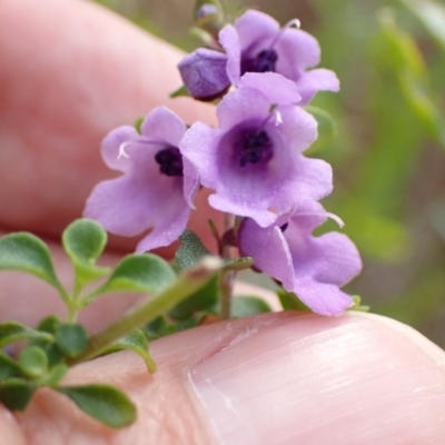 Prostanthera rotundifolia (Round-leaved Mint-Bush) at Genoa, VIC - 13 Sep 2023 by AnneG1