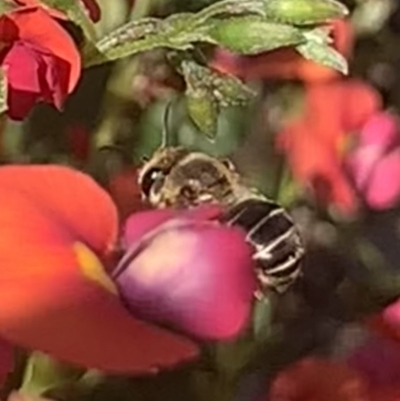 Trichocolletes sp. (genus) (Spring Bee) at Mount Annan, NSW - 4 Sep 2023 by JudeWright