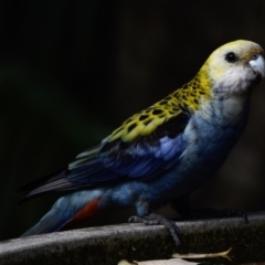 Platycercus adscitus (Pale-headed Rosella) at Sheldon, QLD - 10 Sep 2023 by PJH123