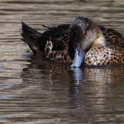 Anas castanea (Chestnut Teal) at Victoria Point, QLD - 9 Sep 2023 by PJH123