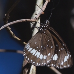 Euploea corinna (Common Crow Butterfly, Oleander Butterfly) at Victoria Point, QLD - 9 Sep 2023 by PJH123