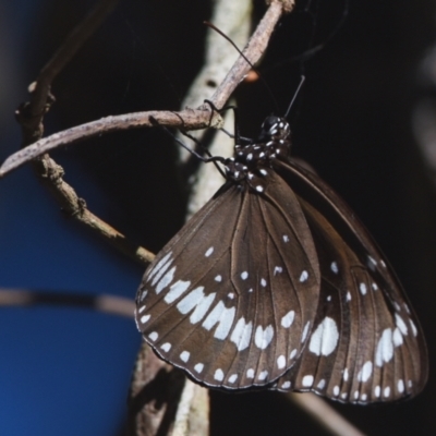 Euploea corinna (Common Crow Butterfly, Oleander Butterfly) at Victoria Point, QLD - 9 Sep 2023 by PJH123