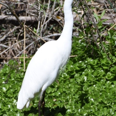 Ardea plumifera (Plumed Egret) at Victoria Point, QLD - 9 Sep 2023 by PJH123