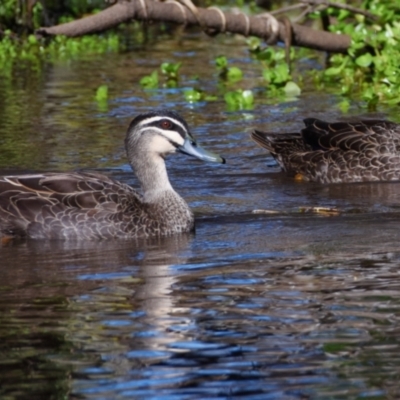 Anas superciliosa (Pacific Black Duck) at Victoria Point, QLD - 9 Sep 2023 by PJH123