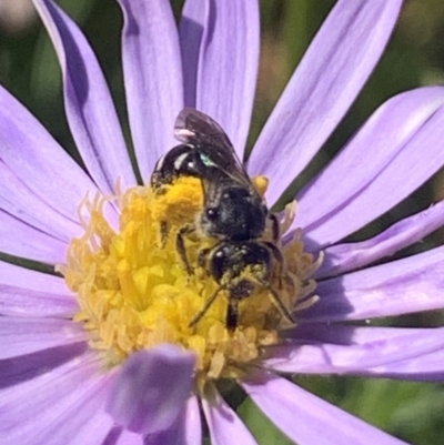 Lasioglossum (Chilalictus) sp. (genus & subgenus) (Halictid bee) at Mount Annan, NSW - 13 Sep 2023 by JudeWright