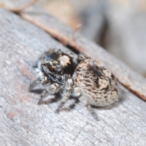 Euophryinae sp.(Undescribed) (subfamily) at Lower Borough, NSW - 15 Sep 2023 12:04 PM