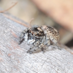 Euophryinae sp.(Undescribed) (subfamily) at Lower Borough, NSW - 15 Sep 2023 12:04 PM