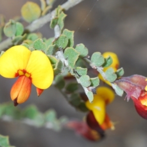 Bossiaea obcordata at Oallen, NSW - 15 Sep 2023 12:33 PM